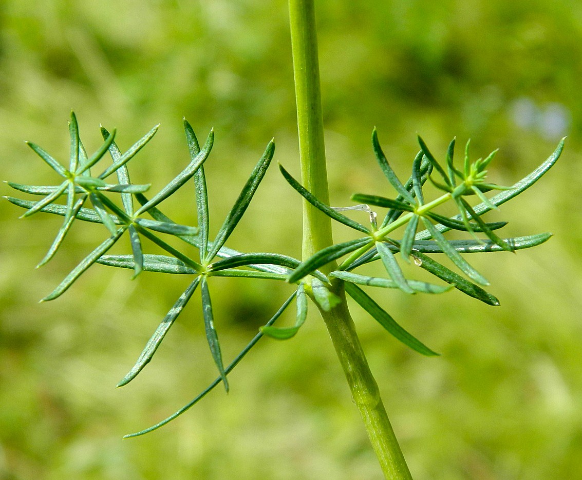 Изображение особи Galium verum.