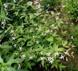 Gillenia trifoliata