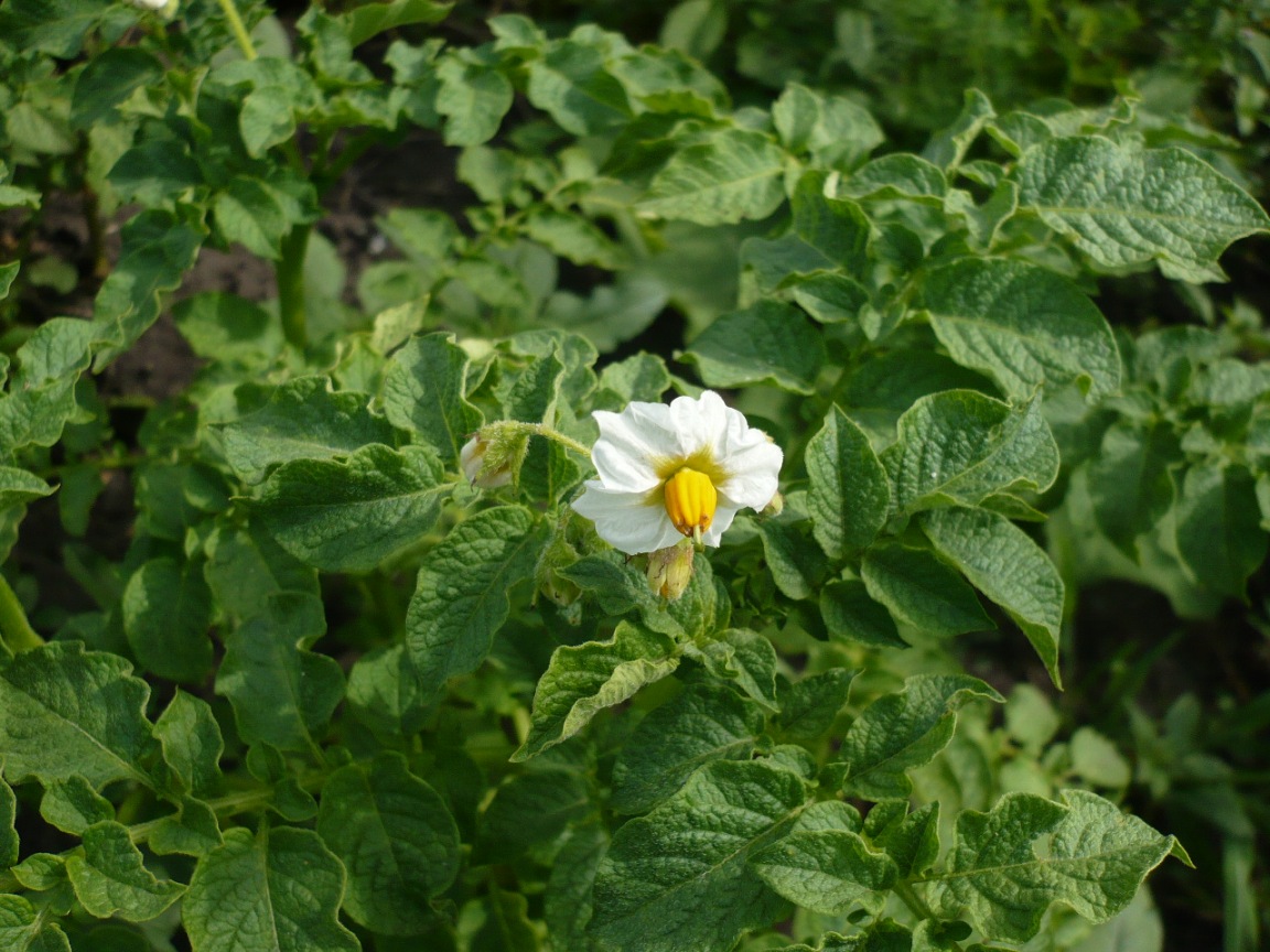 Изображение особи Solanum tuberosum.