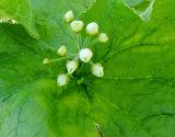 Diphylleia grayi