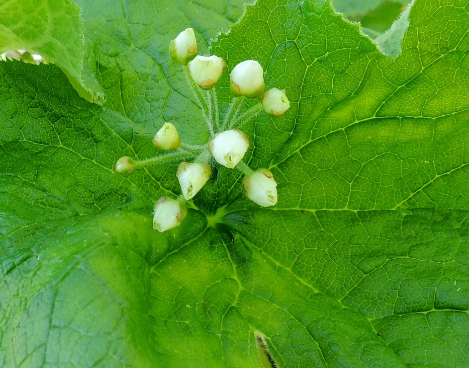 Изображение особи Diphylleia grayi.