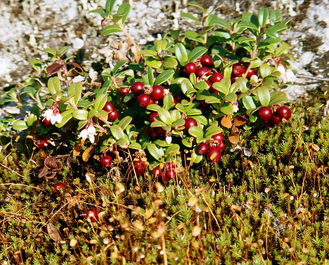 Image of Vaccinium vitis-idaea var. minus specimen.