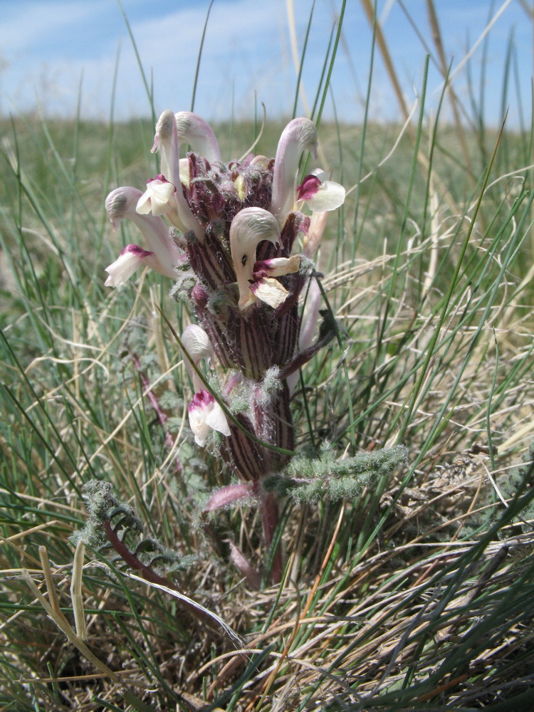 Image of Pedicularis karatavica specimen.