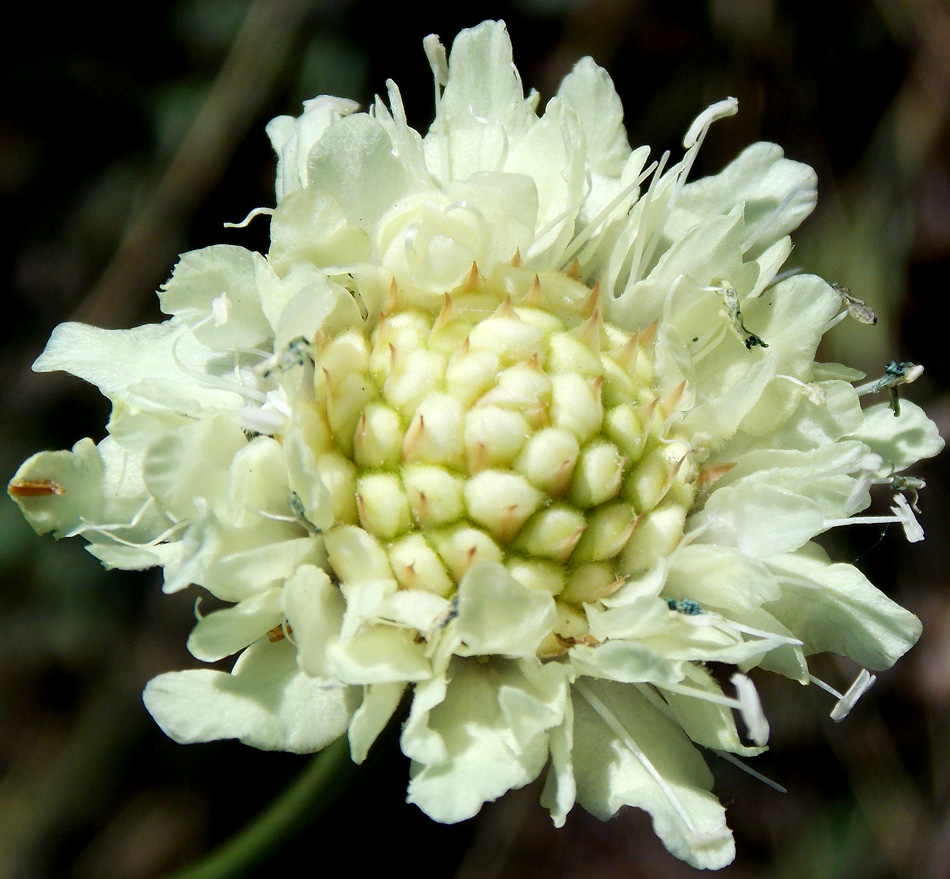 Image of Cephalaria uralensis specimen.