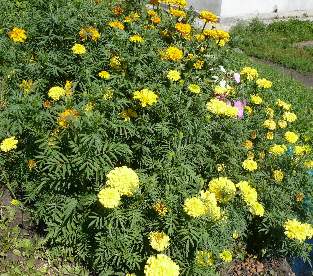 Изображение особи Tagetes erecta.