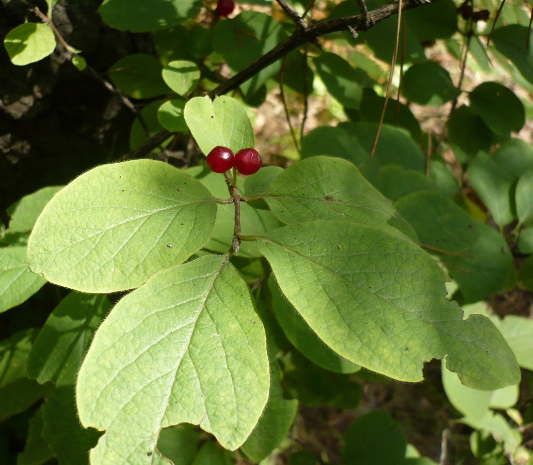 Image of Lonicera xylosteum specimen.