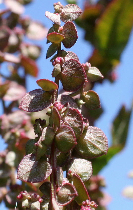 Image of Atriplex hortensis specimen.