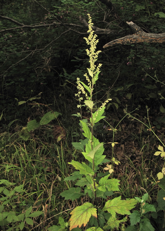 Image of Artemisia stolonifera specimen.