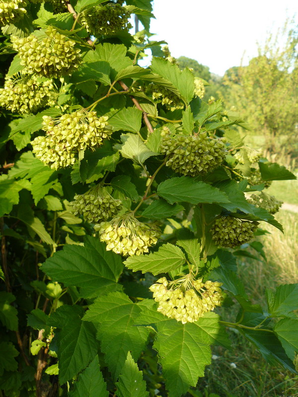 Image of Physocarpus opulifolius specimen.