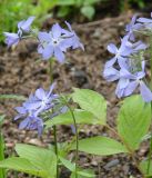 Phlox divaricata