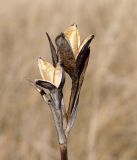 genus Iris. Верхушка побега с сухими вскрывшимися плодами. Амурская обл., в ~ 30 км севернее Благовещенска, заболоченное понижение между полями сои. 06.10.2014.