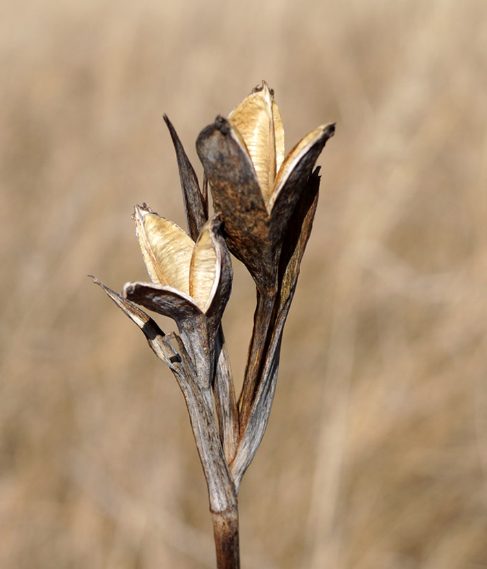 Image of genus Iris specimen.