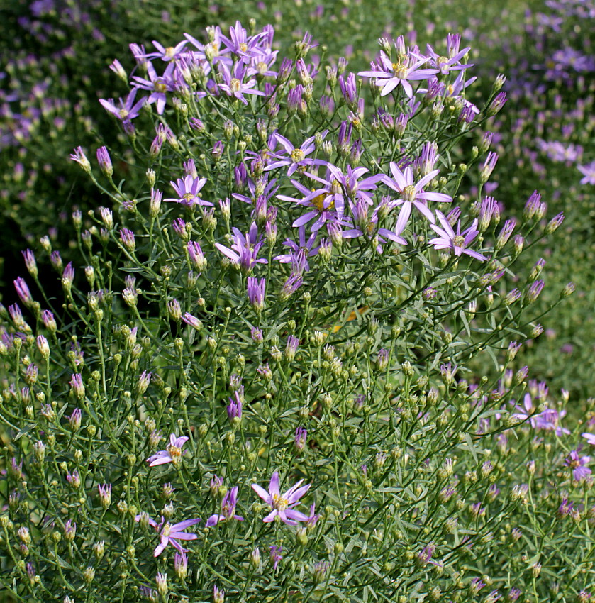 Изображение особи Galatella punctata.