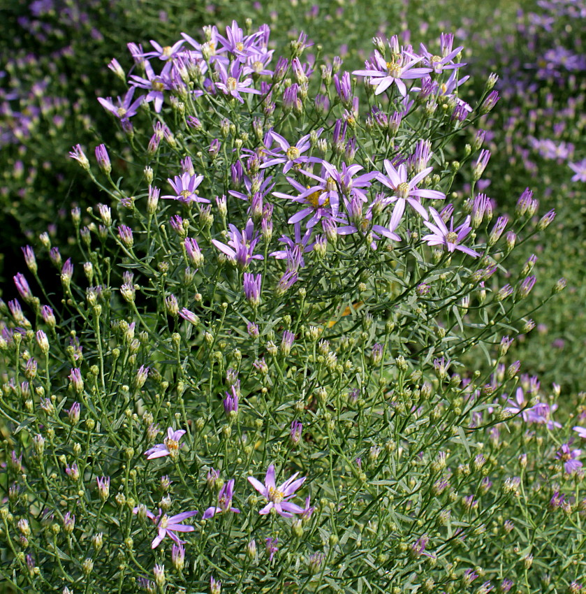 Image of Galatella punctata specimen.