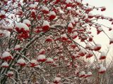 Sorbus aucuparia ssp. glabrata