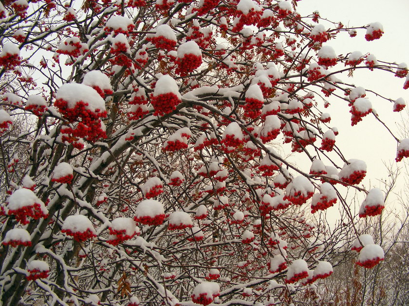 Изображение особи Sorbus aucuparia ssp. glabrata.