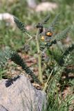 Biebersteinia multifida. Цветущее растение. Южный Казахстан, горы Алатау, устье Скалистого ущелья, ~1000 м н.у.м. 22.04.2014.