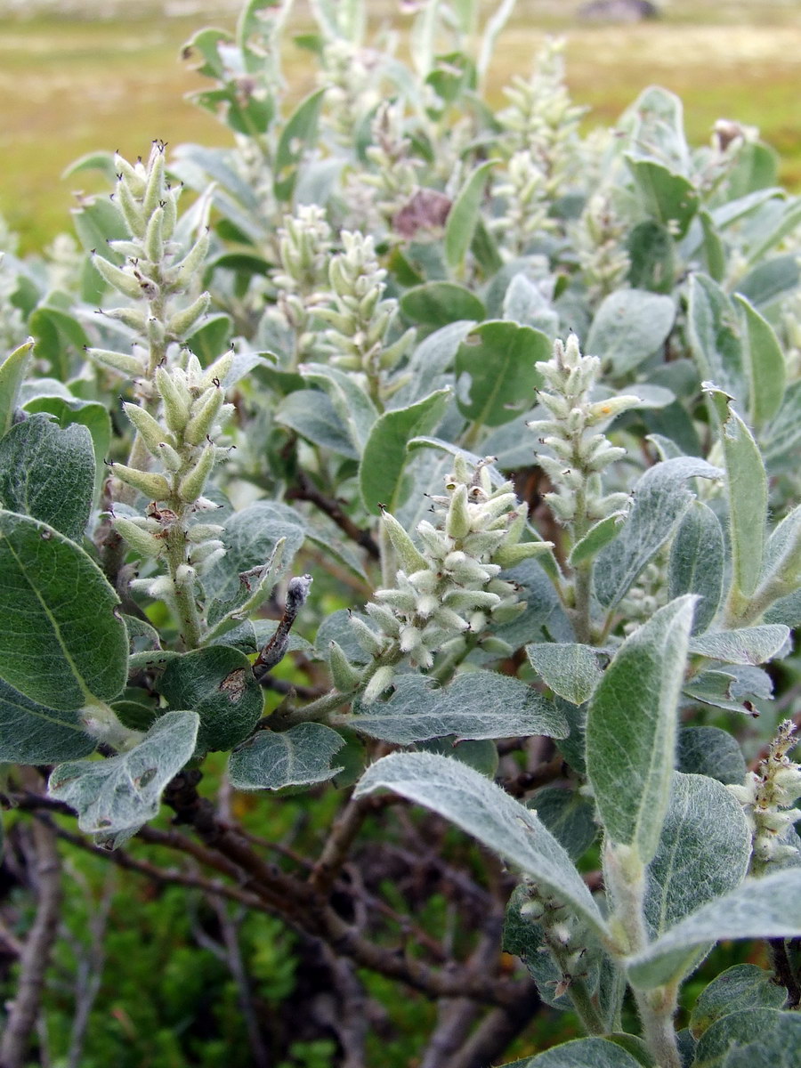 Изображение особи Salix glauca.