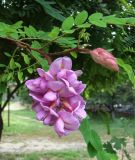 Robinia viscosa