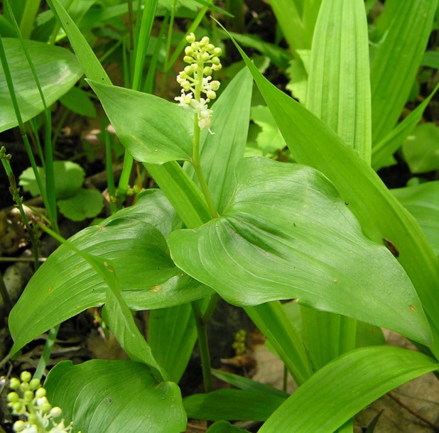 Image of Maianthemum dilatatum specimen.