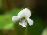 Viola hultenii