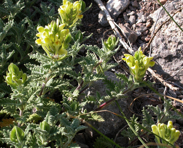 Image of Scutellaria orientalis specimen.