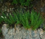 Silene foliosa