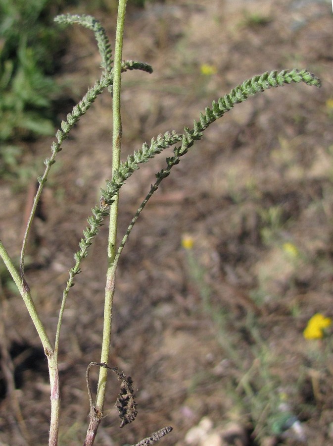 Изображение особи Achillea micrantha.