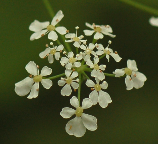 Image of Anthriscus sylvestris specimen.