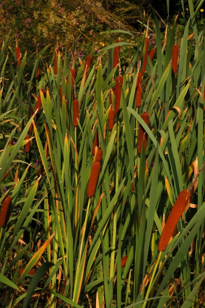 Изображение особи Typha domingensis.