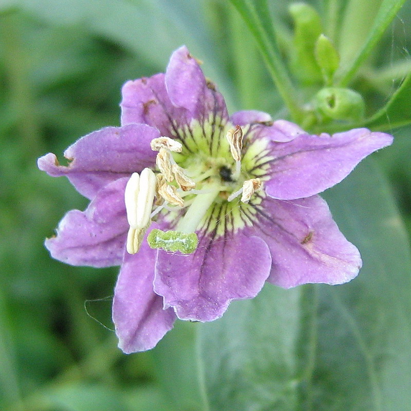 Изображение особи Lycium barbarum.