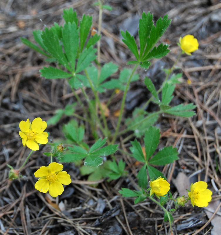 Image of Potentilla humifusa specimen.