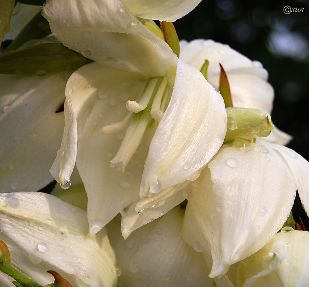 Изображение особи Yucca gloriosa.