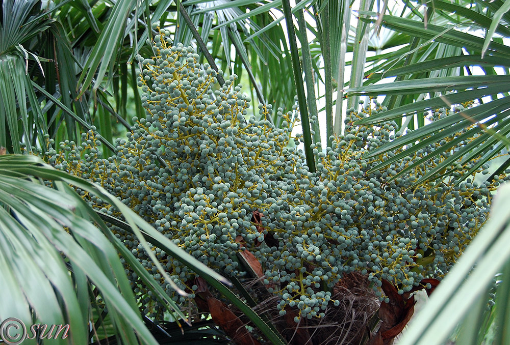 Image of Trachycarpus fortunei specimen.