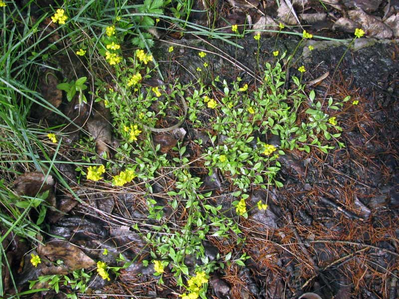 Изображение особи Draba sibirica.