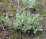 Helichrysum arenarium. Вегетирующее растение. Украина, Днепропетровская обл., Криворожский р-н, с. Широкое, склон балки. 05.05.2015.