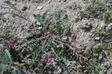 Astragalus prilipkoanus