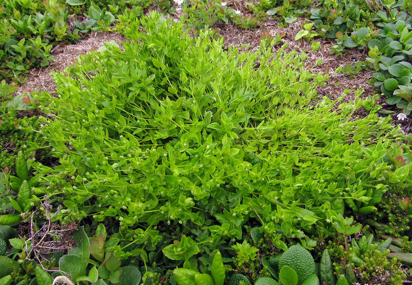 Image of Stellaria calycantha specimen.