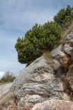Pinus mugo. Растение на скалистом горном склоне. Черногория, нац. парк Дурмитор, пояс зарослей Pinus mugo. 15.10.2014.