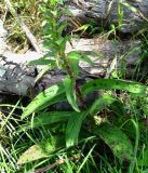 Digitalis ferruginea