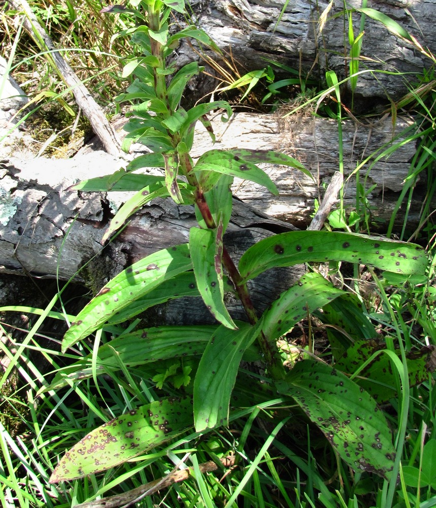 Image of Digitalis ferruginea specimen.