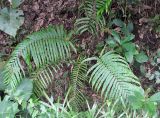 Blechnum finlaysonianum. Вегетирующее растение. Андаманские острова, остров Хейвлок, опушка влажного тропического леса. 01.01.2015.