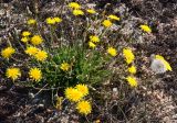 Crepis rhoeadifolia. Цветущее и плодоносящее растение на ракушечном пляже. Крым, Арабатская стрелка. 24.07.2015.