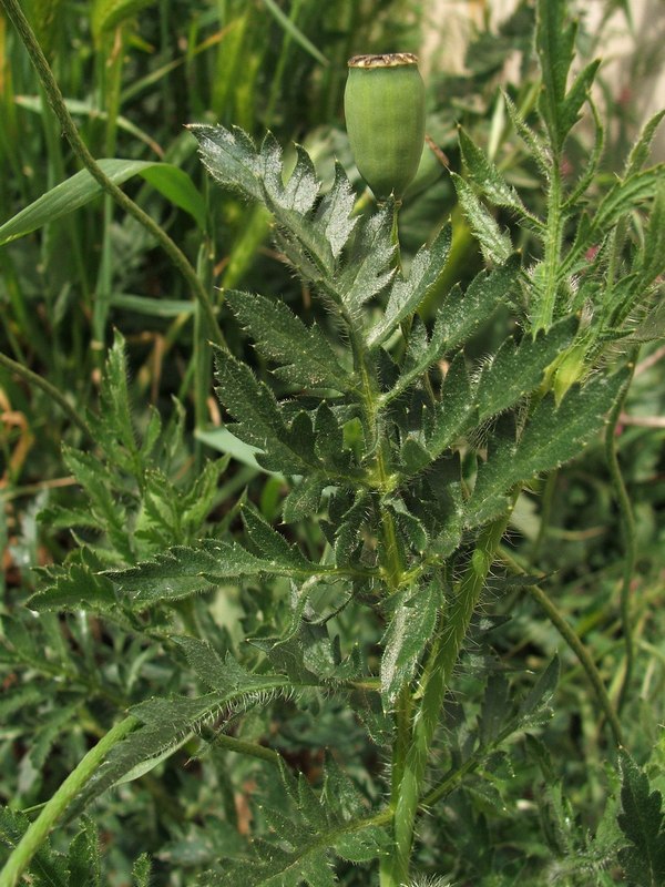 Изображение особи Papaver stevenianum.