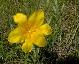 Tulipa brachystemon. Цветок. Казахстан, Джунгарский Алатау, долина реки Коксу, высокий берег над порогом Свирепый Гарри, степь. 1 мая 2014 г.