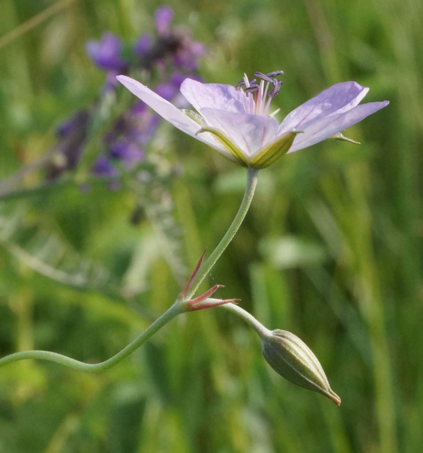 Image of Geranium collinum specimen.