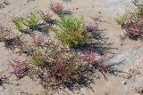 Salicornia perennans. Вегетирующие растения. Крым, Арабатская стрелка, на берегу южного плеса зал. Восточный Сиваш. 23.07.2015.