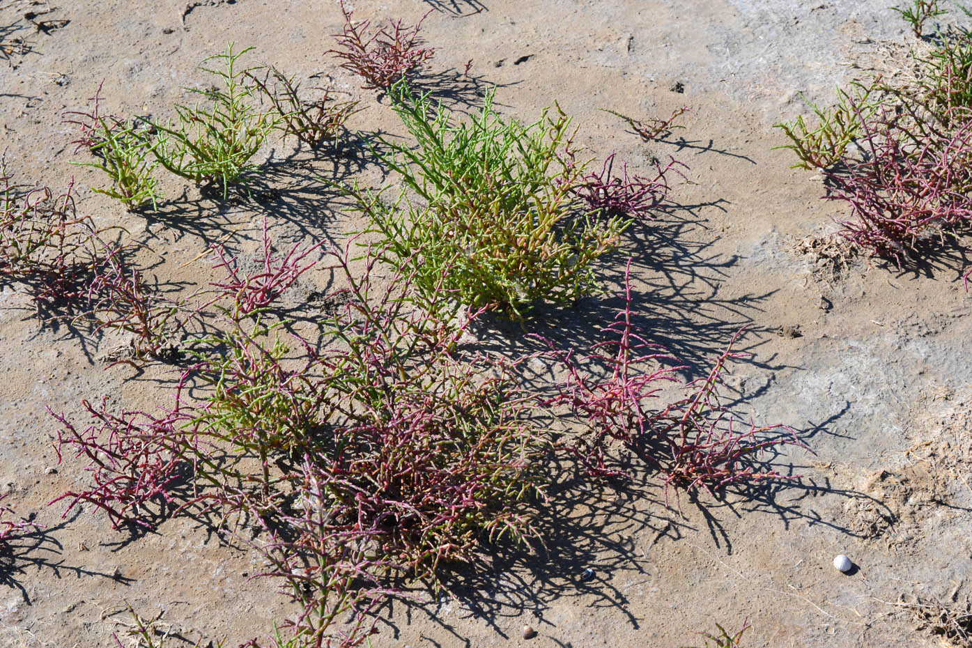 Изображение особи Salicornia perennans.