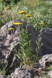 Achillea filipendulina