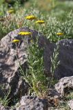 Achillea filipendulina. Цветущее растение. Южный Казахстан, горы Алатау (Даубаба), Скалистое ущелье. 27.06.2014.